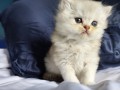 https://www.waibe.fr/sites/delphine59h/medias/images/__HIDDEN__galerie_25/IMG_20260908_142154.jpg