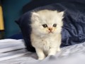 https://www.waibe.fr/sites/delphine59h/medias/images/__HIDDEN__galerie_25/IMG_20260908_142200.jpg