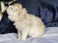 https://www.waibe.fr/sites/delphine59h/medias/images/__HIDDEN__galerie_25/IMG_20260908_142214.jpg
