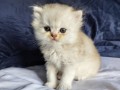 https://www.waibe.fr/sites/delphine59h/medias/images/__HIDDEN__galerie_25/IMG_20260908_142216_1.jpg