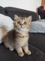 https://www.waibe.fr/sites/delphine59h/medias/images/__HIDDEN__galerie_31/IMG_20260714_171841.jpg