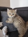https://www.waibe.fr/sites/delphine59h/medias/images/__HIDDEN__galerie_32/IMG_20260714_170528.jpg