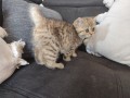 https://www.waibe.fr/sites/delphine59h/medias/images/__HIDDEN__galerie_32/IMG_20260714_170546.jpg