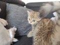https://www.waibe.fr/sites/delphine59h/medias/images/__HIDDEN__galerie_32/IMG_20260714_170550.jpg