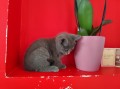 https://www.waibe.fr/sites/delphine59h/medias/images/__HIDDEN__galerie_4/IMG_20250609_163621.jpg