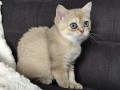 https://www.waibe.fr/sites/delphine59h/medias/images/__HIDDEN__galerie_4/IMG_20260908_143412.jpg