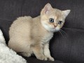 https://www.waibe.fr/sites/delphine59h/medias/images/__HIDDEN__galerie_4/IMG_20260908_143419.jpg