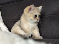 https://www.waibe.fr/sites/delphine59h/medias/images/__HIDDEN__galerie_4/IMG_20260908_143550.jpg