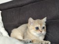 https://www.waibe.fr/sites/delphine59h/medias/images/__HIDDEN__galerie_4/IMG_20260908_143610.jpg