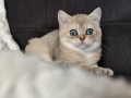 https://www.waibe.fr/sites/delphine59h/medias/images/__HIDDEN__galerie_4/IMG_20260908_143617.jpg