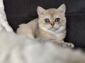 https://www.waibe.fr/sites/delphine59h/medias/images/__HIDDEN__galerie_4/IMG_20260908_143619.jpg