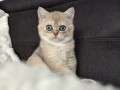 https://www.waibe.fr/sites/delphine59h/medias/images/__HIDDEN__galerie_4/IMG_20260908_143624.jpg