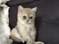 https://www.waibe.fr/sites/delphine59h/medias/images/__HIDDEN__galerie_4/IMG_20260908_143635.jpg