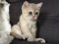 https://www.waibe.fr/sites/delphine59h/medias/images/__HIDDEN__galerie_4/IMG_20260908_143642.jpg