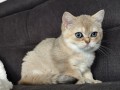 https://www.waibe.fr/sites/delphine59h/medias/images/__HIDDEN__galerie_4/IMG_20260908_143727.jpg