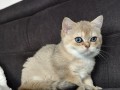 https://www.waibe.fr/sites/delphine59h/medias/images/__HIDDEN__galerie_4/IMG_20260908_143729.jpg