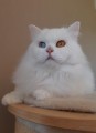 https://www.waibe.fr/sites/delphine59h/medias/images/__HIDDEN__galerie_47/127728352_292180932100601_1349187129242835498_n.jpg