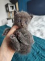 https://www.waibe.fr/sites/delphine59h/medias/images/__HIDDEN__galerie_7/IMG_20250423_145912.jpg