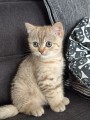 https://www.waibe.fr/sites/delphine59h/medias/images/__HIDDEN__galerie_7/IMG_20260908_144138.jpg