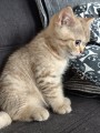 https://www.waibe.fr/sites/delphine59h/medias/images/__HIDDEN__galerie_7/IMG_20260908_144202.jpg
