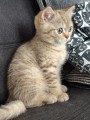 https://www.waibe.fr/sites/delphine59h/medias/images/__HIDDEN__galerie_7/IMG_20260908_144217.jpg
