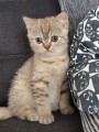 https://www.waibe.fr/sites/delphine59h/medias/images/__HIDDEN__galerie_7/IMG_20260908_144235.jpg
