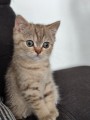 https://www.waibe.fr/sites/delphine59h/medias/images/__HIDDEN__galerie_7/IMG_20260908_144314.jpg