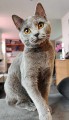 https://www.waibe.fr/sites/delphine59h/medias/images/__HIDDEN__galerie_9/462586245_1296311304738366_5900026298854728591_n.jpg