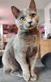 https://www.waibe.fr/sites/delphine59h/medias/images/__HIDDEN__galerie_9/462642160_1240030673946596_8857356936550053037_n.jpg