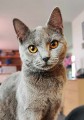 https://www.waibe.fr/sites/delphine59h/medias/images/__HIDDEN__galerie_9/462646692_899725285614662_6351061176464960934_n.jpg