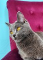 https://www.waibe.fr/sites/delphine59h/medias/images/__HIDDEN__galerie_9/IMG_20250612_173223.jpg