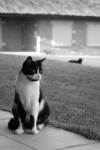 https://www.waibe.fr/sites/egami/medias/images/chats/100523_2184_G.jpg