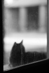 https://www.waibe.fr/sites/egami/medias/images/chats/100523_2192_G.jpg