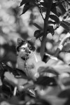 https://www.waibe.fr/sites/egami/medias/images/chats/100904_2832_G.jpg