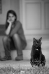 https://www.waibe.fr/sites/egami/medias/images/chats/100904_2841_G.jpg