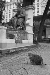 https://www.waibe.fr/sites/egami/medias/images/chats/110206_106_G.jpg