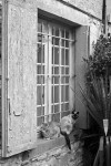 https://www.waibe.fr/sites/egami/medias/images/chats/111111_4273_G.jpg