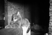 https://www.waibe.fr/sites/egami/medias/images/chats/120310_4385_G.jpg