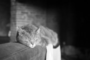 https://www.waibe.fr/sites/egami/medias/images/chats/120310_4397_G.jpg