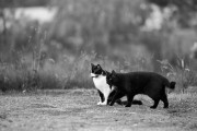 https://www.waibe.fr/sites/egami/medias/images/chats/120617_4674_G.jpg