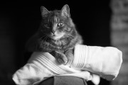 https://www.waibe.fr/sites/egami/medias/images/chats/130421_5637_G.jpg