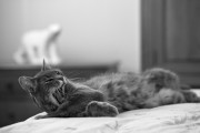 https://www.waibe.fr/sites/egami/medias/images/chats/IMG_2368_G.jpg