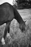 https://www.waibe.fr/sites/egami/medias/images/chevaux/090627_1437_G.jpg