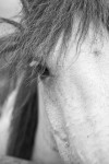 https://www.waibe.fr/sites/egami/medias/images/chevaux/100723_2577_G.jpg