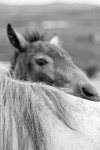 https://www.waibe.fr/sites/egami/medias/images/chevaux/100723_2591_G.jpg