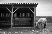 https://www.waibe.fr/sites/egami/medias/images/chevaux/110623_3955_G.jpg