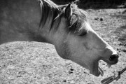 https://www.waibe.fr/sites/egami/medias/images/chevaux/120513_4597_G.jpg