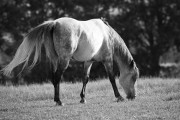 https://www.waibe.fr/sites/egami/medias/images/chevaux/120731_4871_G.jpg