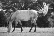 https://www.waibe.fr/sites/egami/medias/images/chevaux/120731_4876_G.jpg