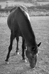 https://www.waibe.fr/sites/egami/medias/images/chevaux/120822_5002_G.jpg